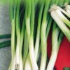 Bunching Onion Kyoto Market