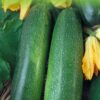 Courgette Astra Polka