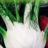 Fennel Di Firenze