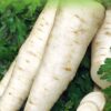 Parsley Berliner Halblange