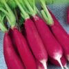 Radish French Breakfast